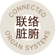 Connecting Zang Fu Physiologies